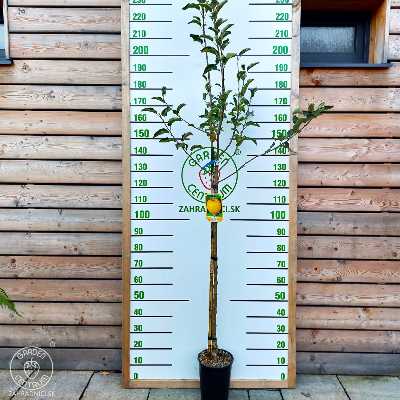 Obrázok Jabloň domáca (Malus domestica) ´GOLDEN DELICIOUS´ - zimná, výška 230-250 cm, obvod kmeňa 4/6 cm, kont. C10L